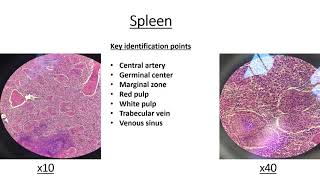 Histology Slides with key identification points [upl. by Enilec]