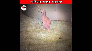 পাখিদের আজব গজব আওয়াজ 🕊️ Weirdest Bird Sounds shorts [upl. by Aniluap]