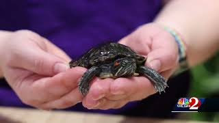 The Science of It Redeared Slider Turtles [upl. by Avot274]