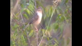 Jungle Prinia with its call [upl. by Dahl]