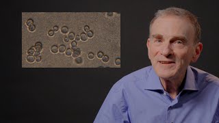 Nobel laureate on how looking closely led to biology breakthrough  101 in 101 [upl. by Pallas]