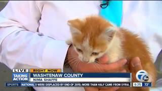 Stray Kitten Interrupts a News Broadcast and Immediately Gets Put on TV [upl. by Aihsiyt405]