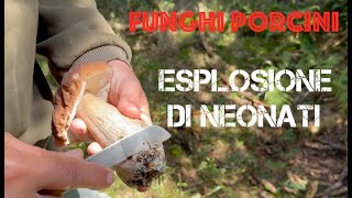 Funghi Porcini  Esplosione di Neonati  Settembre 2024 [upl. by Ecyle]