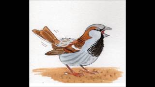 APPRENDRE LES CHANTS DOISEAUX  29 Moineau et pie [upl. by Havelock]