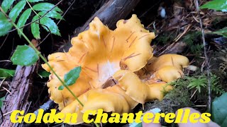 Chanterelle Mushroom Hunting in Oregon [upl. by Sinne]