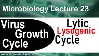 Lytic cycle and lysogenic cycle of bacteriophage  virology lecture 5 [upl. by Notneiuq]