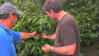 How is coffee grown Bella Vista plantation Costa Rica [upl. by English]