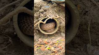 Trying to rescue a big snake from a water pipe Part1 rescue animals [upl. by Anatak]