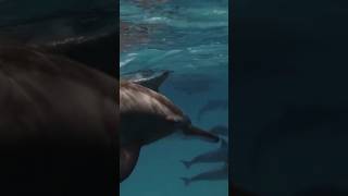 DOLPHINS vs WHALES what are the main differences between Dolphins and Whales newyorkcity usa [upl. by Obara]