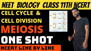 Meiosis  Cell cycle and cell division class 11th NEET  Ncert Line by Line [upl. by Hsaniva]