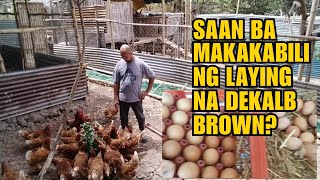 SAAN BA MAKAKABILI NG LAYING NA DEKALB BROWN [upl. by Spurgeon]