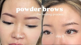 ombre powder brows healing process  5 weeks [upl. by Ellmyer875]