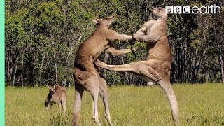 Kangaroo Boxing Fight  Life Story  BBC Earth [upl. by Jala]