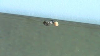 Freshwater snail eating fish food [upl. by Wettam]