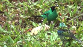 tanagers feeding [upl. by Eniac]