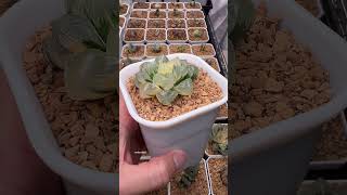 Haworthia Mochi Gyokuro Variegated haworthia plants succulent variegatedplants plantcollection [upl. by Aloek]