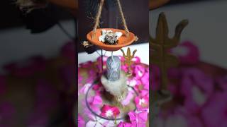 Waste Rangoli Flower Back Flow Dhoop 🌼🌸 shorts diy ytshorts craft homedecor CreativeShriya [upl. by Ahsiekan118]