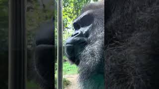 Silverback Gorilla shows visitors he is powerful [upl. by Esiahc]