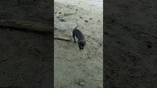 cachorro na praia [upl. by Ahsekel416]