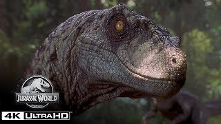 The Best Velociraptor Scenes in 4K HDR  Jurassic World [upl. by Adnohsed]