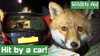 Fox hit by car nursed back to health [upl. by Haim]