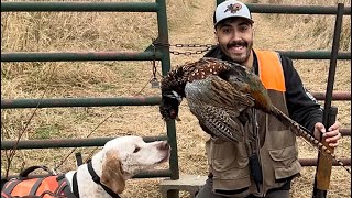 My first South Dakota Pheasant [upl. by Noived]