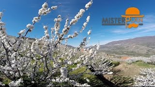 Cerezo en Flor en el Valle del Jerte  Extremadura [upl. by Notnirt64]