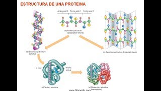 BIOQUIMICA PROTEINAS Influencia en el ejercicio físico y aspectos básicos del metabolismo de los ami [upl. by Innavoij]