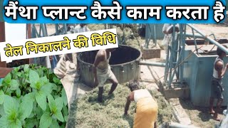 पिपरमेंट प्लांट  Mentha plant  meintha oil कैसे निकाला जाता है। एक बीघे में कितना तेल निकलता है [upl. by Krystalle803]