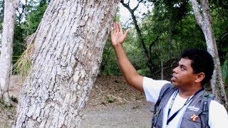 Manilkara Zapota el árbol del chicle en Centroamérica [upl. by Jarin330]