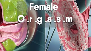 female orgasm  Female anatomy and biology [upl. by Terencio774]