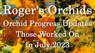 Orchid Progress Updates  Set 5 [upl. by Mosier305]