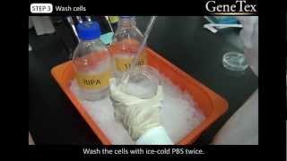 Western Blot  Sample preparation Video from GeneTex [upl. by Payton]