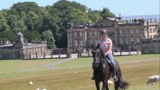 Friesian horse does 13 miles at Duncombe Park beautiful day [upl. by Wilda]