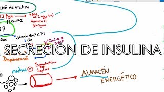 Metabolismo de carbohidratos Secreción de insulina 3 de 4 [upl. by Stedmann]