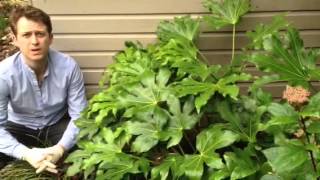 Plant ID guide  How to care for Fatsia Japonica [upl. by Arodal]