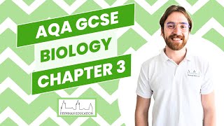 AQA GCSE Biology B3 Organisation and the digestive system  EXPLAINED [upl. by Vareck127]