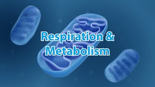 AQA Triple amp Dual GCSE Biology Revision  Respiration Knowledge Organiser [upl. by Acirt]