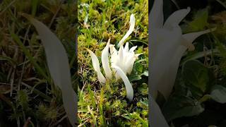 Clavaria White Spindles [upl. by Guglielma]