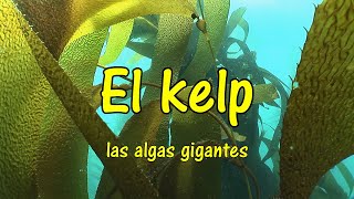 Los bosques de algas gigantes el kelp What is a kelp forest [upl. by Tryck]