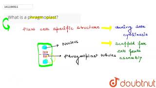 What is a phragmoplast  11  CELL CYCLE AND CELL DIVISION  BIOLOGY  PRADEEP  Doubtnut [upl. by Crenshaw]