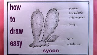 how to draw porifera easilydraw sycon diagram [upl. by Arbmat]