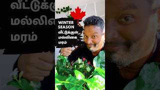 How to protect indoor plants from winter 🇨🇦 Canada Tamil Vlog [upl. by Caesaria]