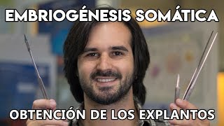 La embriogénesis somática en la vid II  Obtención de los explantos [upl. by Nakashima]