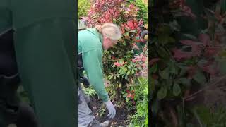 Big shrub transplant  Photinia  Red Robin garden digging hardwork landscaping [upl. by Sew]