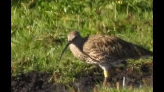 2024 0930 Curlew CCT [upl. by Lilhak]