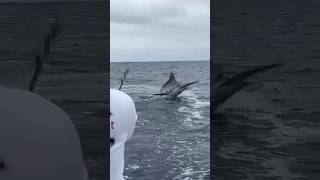 Huge marlin released off Salinas [upl. by Wende]