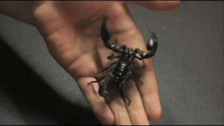 Heterometrus longimanus The Asian Forest Scorpion [upl. by Alberto316]