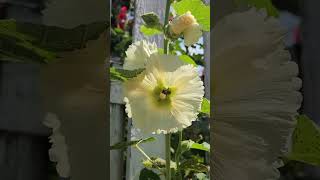 Stunning Hollyhocks  August 9th 2024 [upl. by Yenaled]