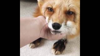 Adorable Fox Makes Cute Noises Enjoys Massage Petting [upl. by Elumas]